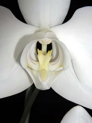 Bild von Phalaenopsis amabilis var grandiflora 1